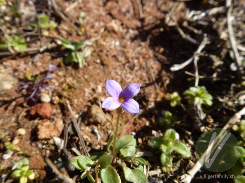 Engelsauge (Houstonia pusilla): Übersicht